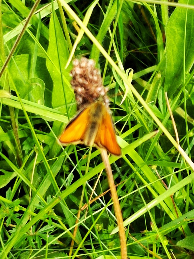 Small Orange Skipper- first recorded observation in the Park